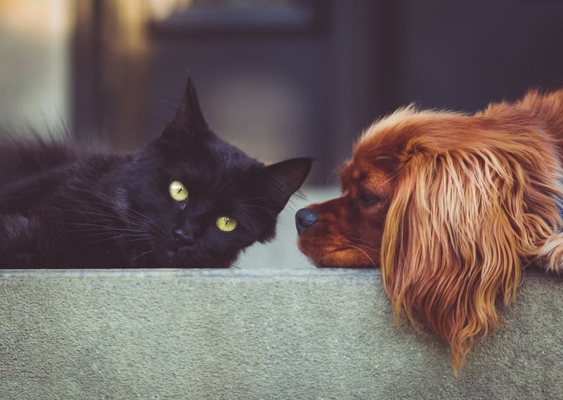 Métiers animaliers : et si vous en faisiez votre passion ?