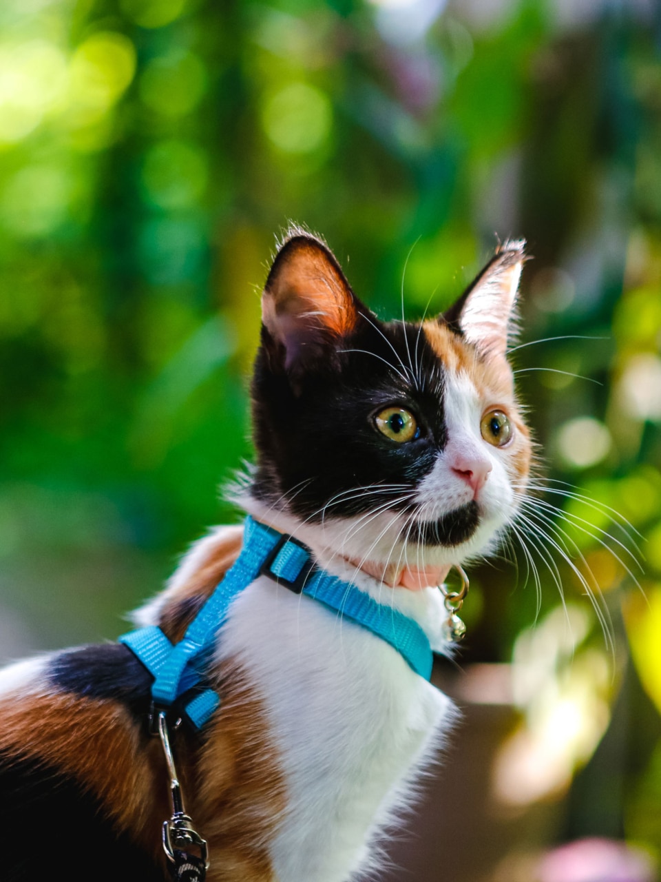 reconvertir dans un métier animalier