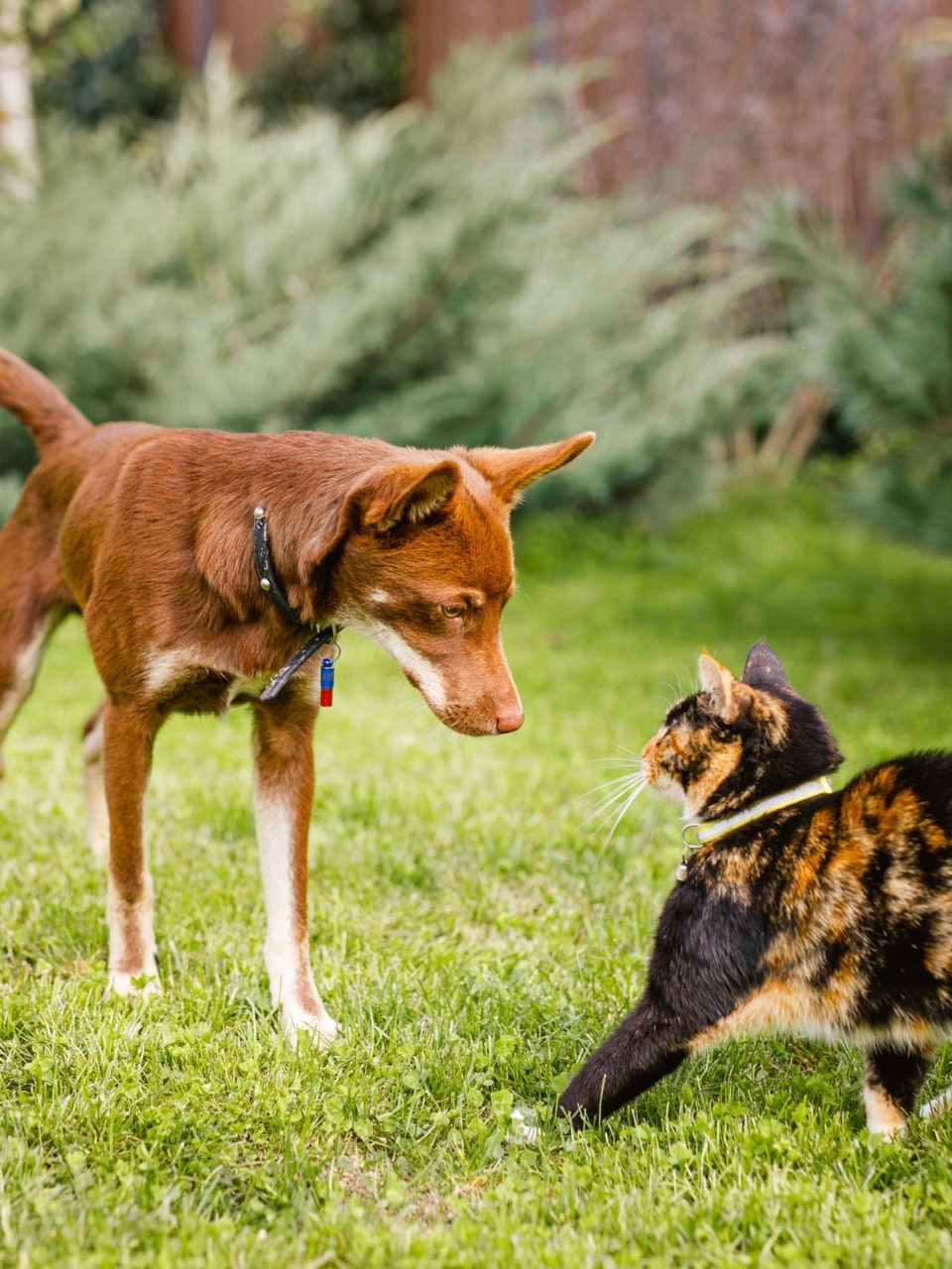 formation approche féline pour les professionnels du chien 2
