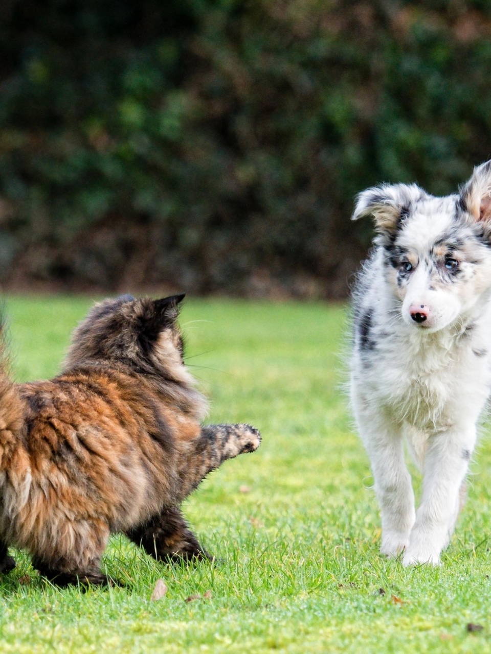 formation approche féline pour les professionnels du chien 4