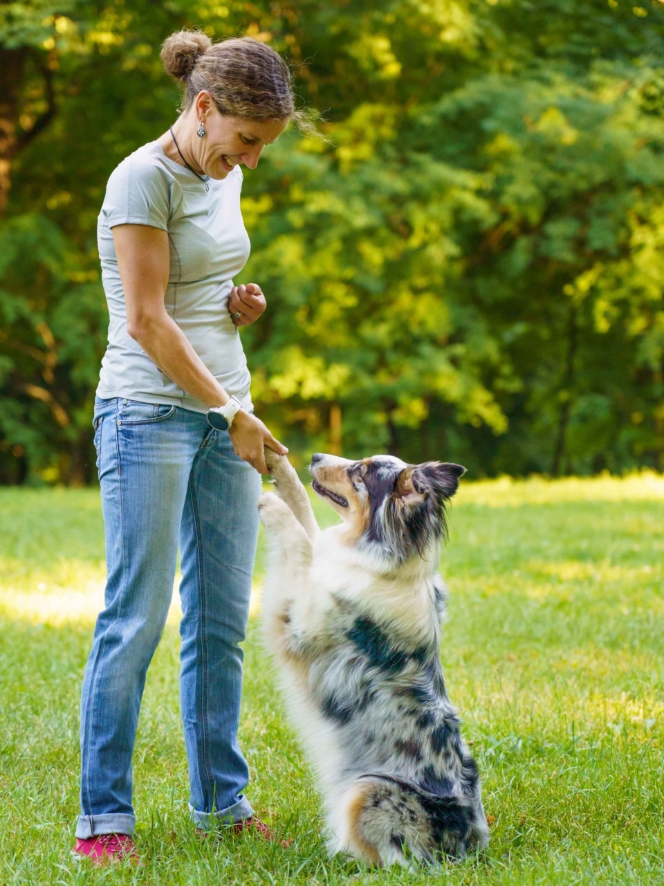formation chiens sensibles behavior adjustement training 3