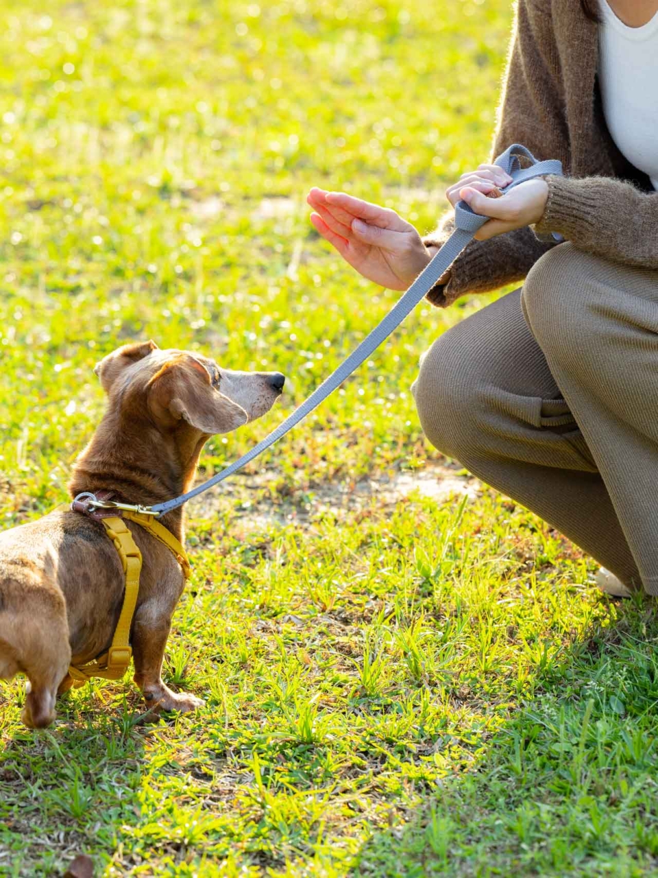 formation chiens sensibles behavior adjustement training 4