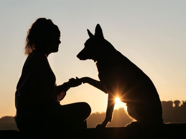 amitié animal humain