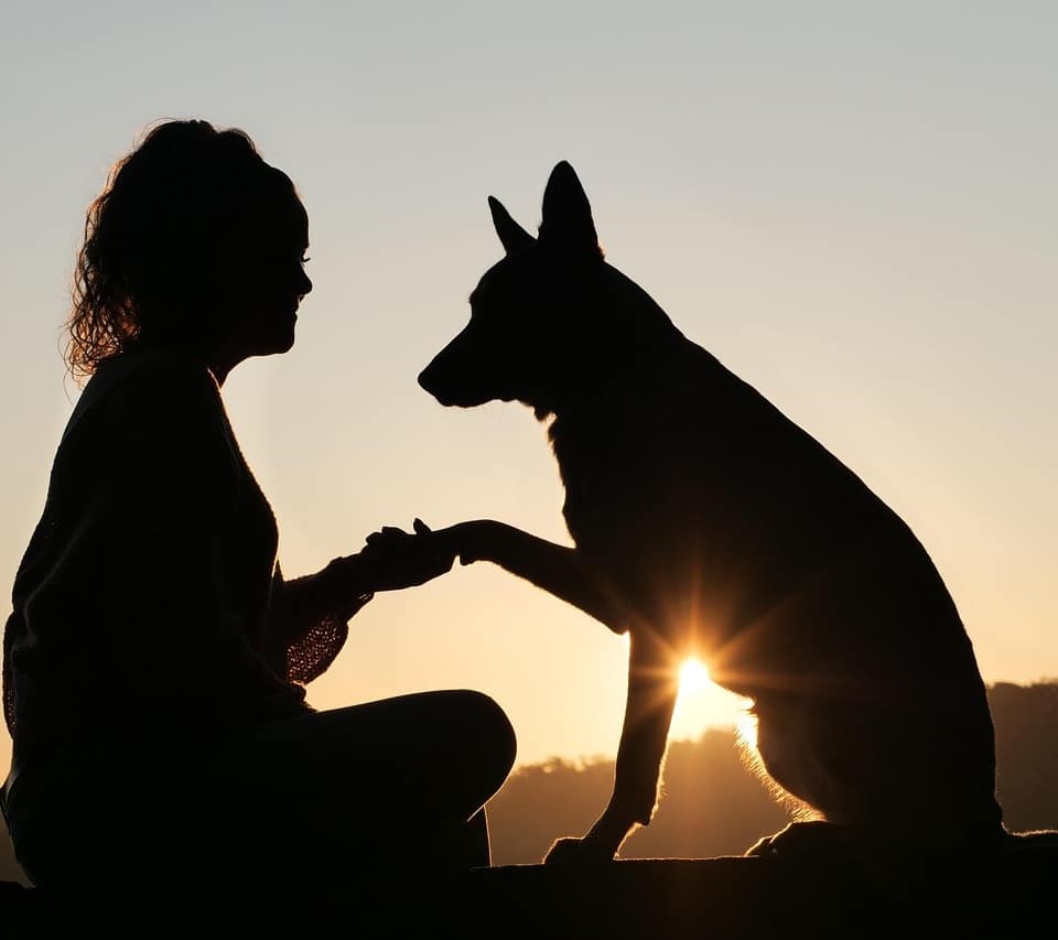 amitié animal humain