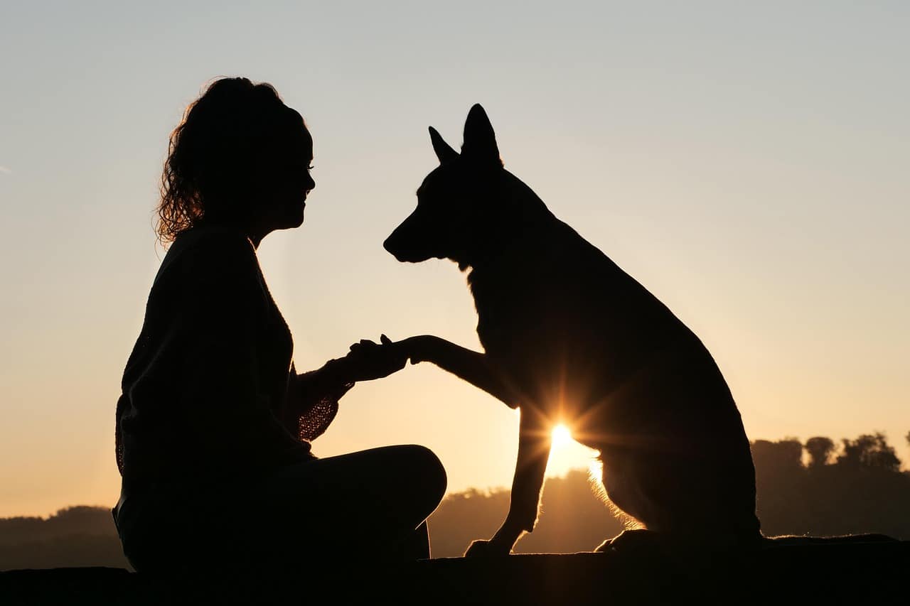 amitié animal humain