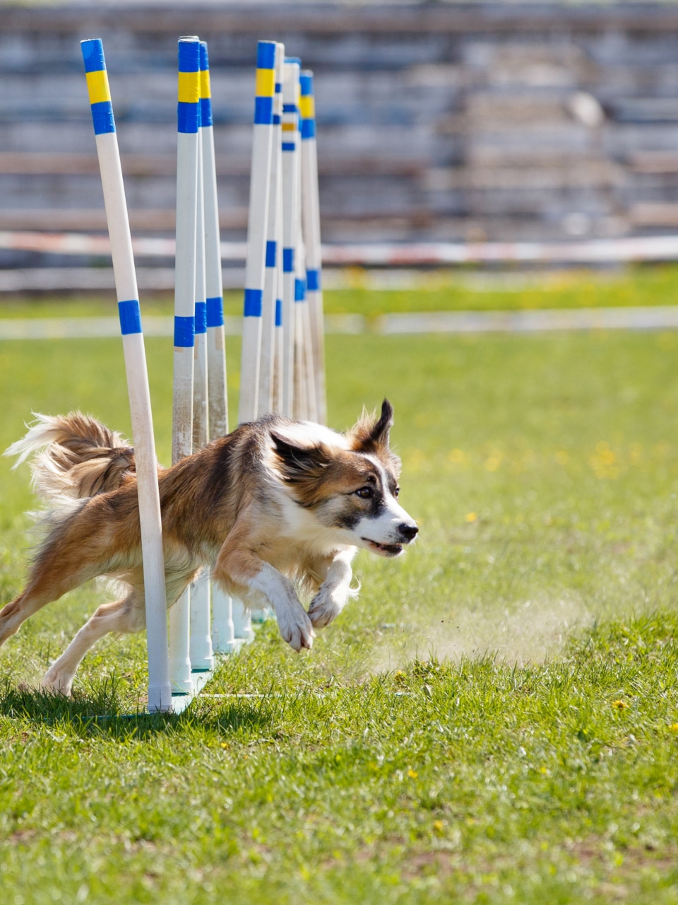 formation agility hoopers sud ouest 1