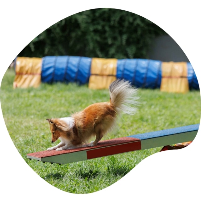 formation agility hoopers sud ouest 6 1
