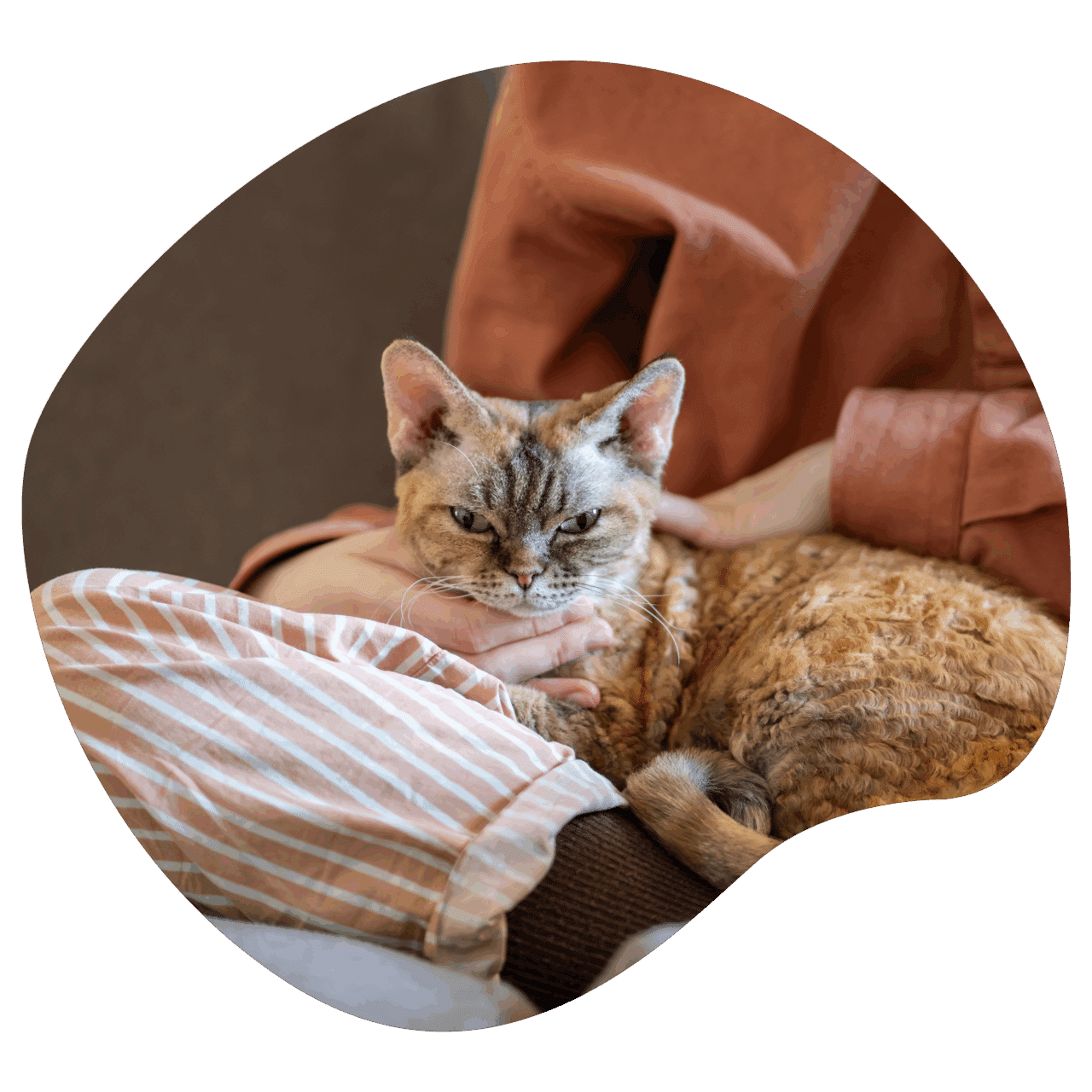 formations courtes savoir accompagner le chat