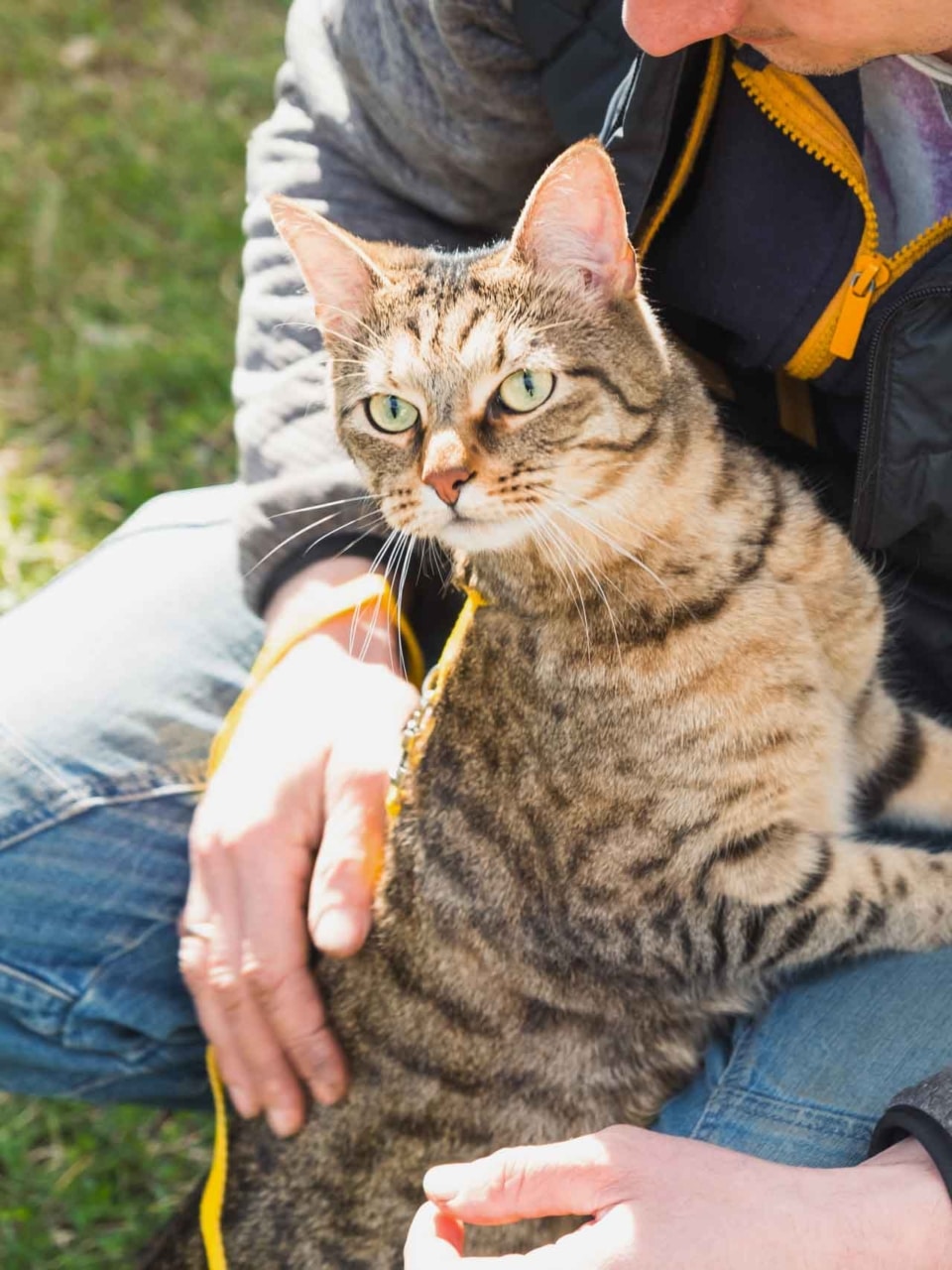 formations courtes savoir accompagner le chat 2
