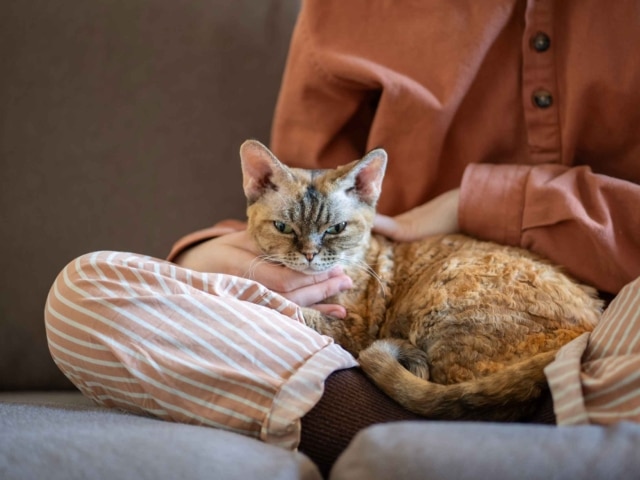 formations courtes savoir accompagner le chat 3