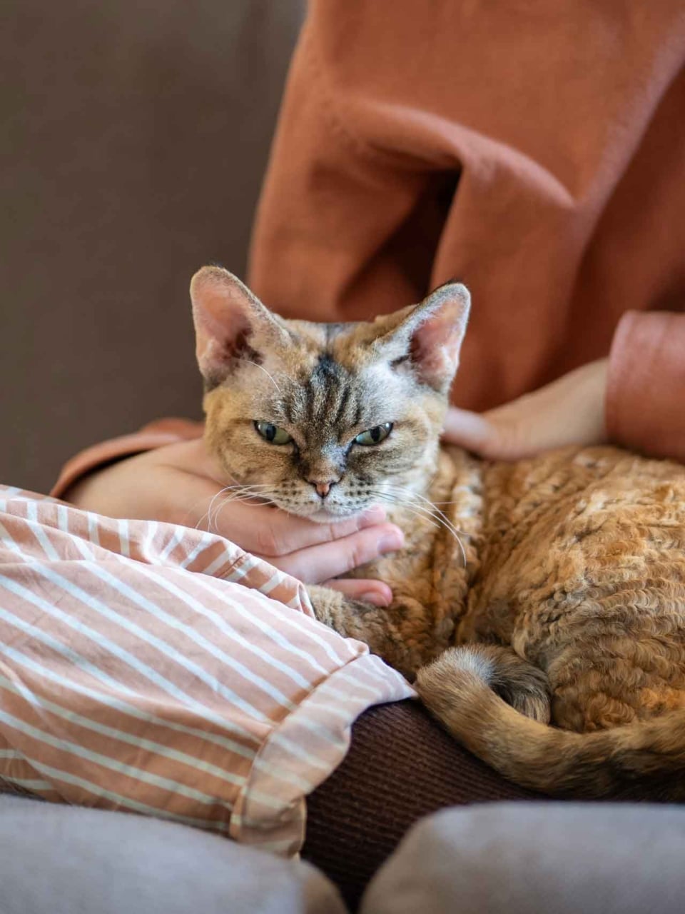 formations courtes savoir accompagner le chat 3