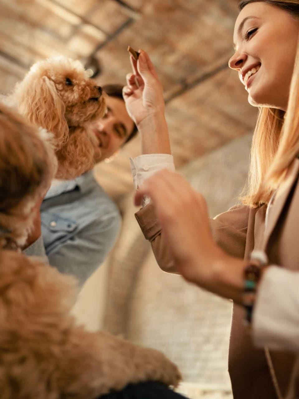 gestion d’entreprise animalière et communication 1