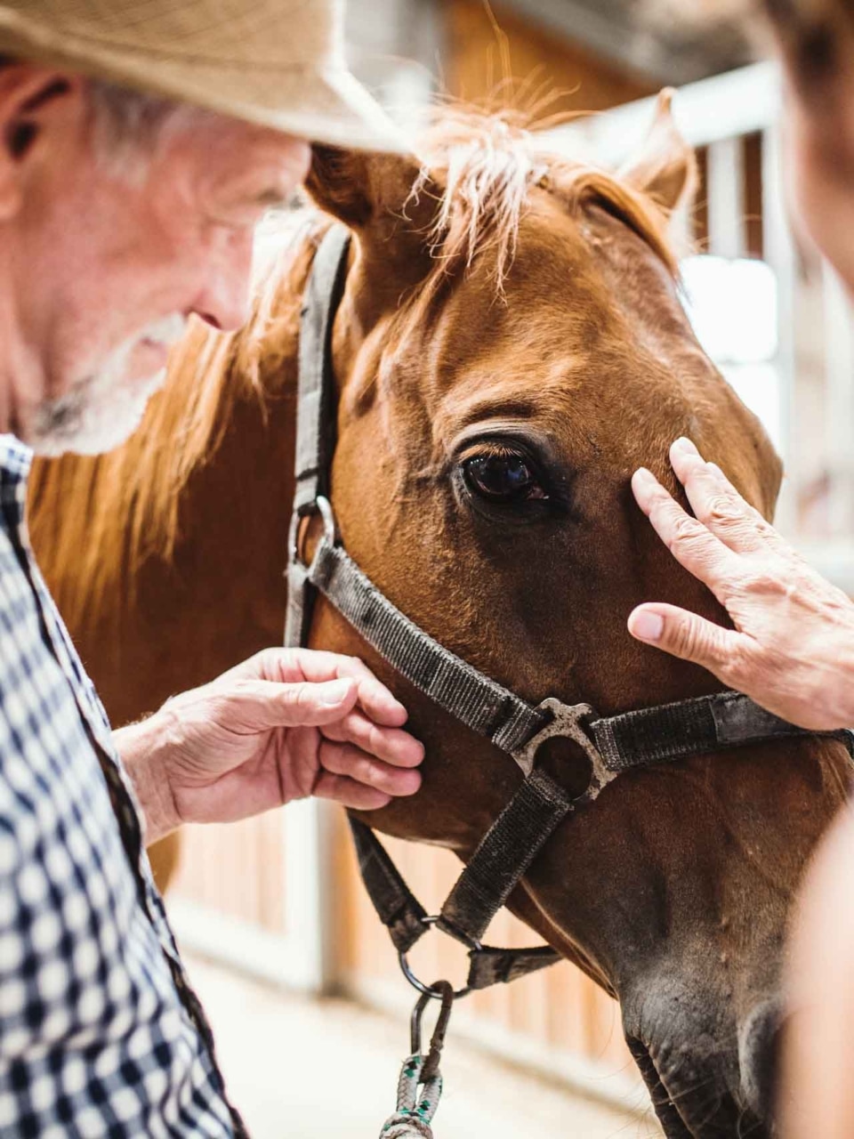 médiation animale et création d’ateliers 1