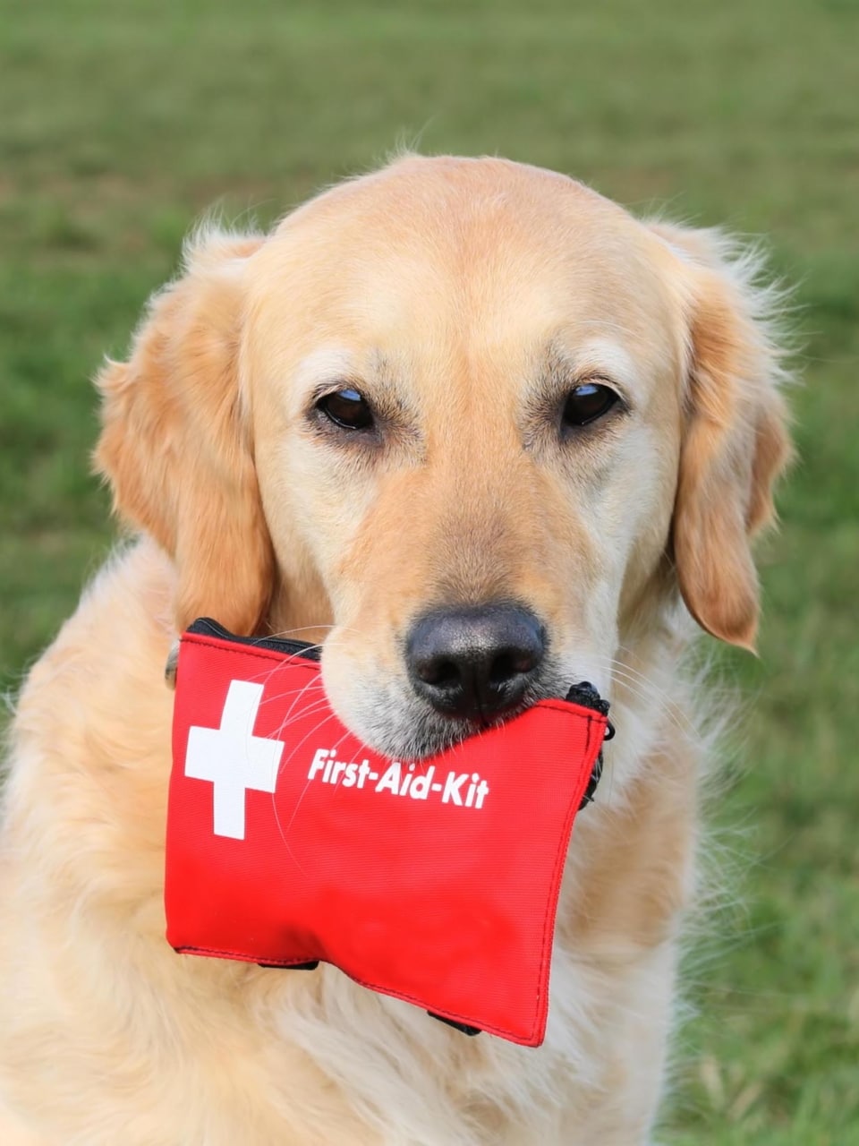 100 % efc formation 1er secours canins félins sud ouest11