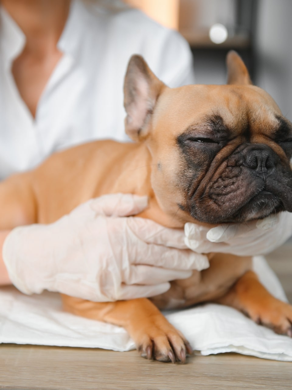 100 % efc formation 1er secours canins : félins sud ouest13