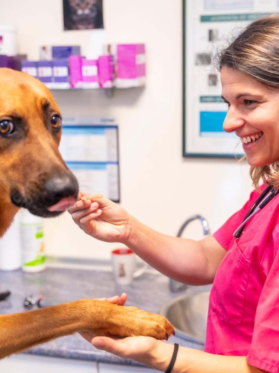 100% efc formation aux soins coopératifs avec le chien