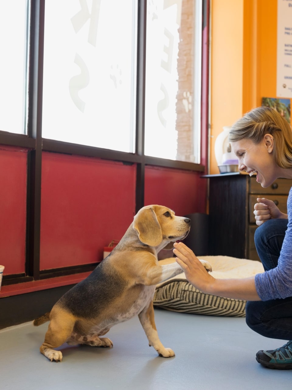 éducation canine en refuge – comprendre, sécuriser et accompagner les chiens en attente d’un foyer