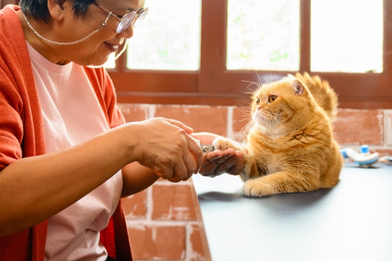 Soin d'une patte de chat en approche coopérative, sans contention