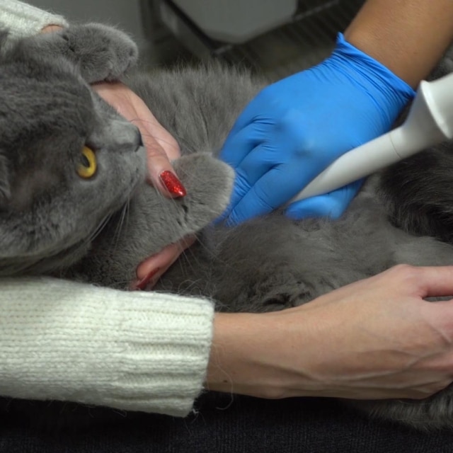 formation medical training & low stress chat 4