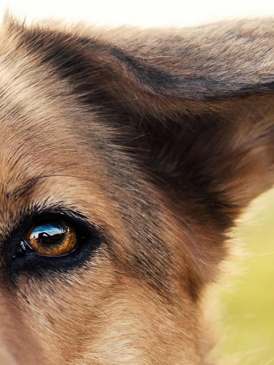 100pour100efc centre formation animalier landes pays basque 1