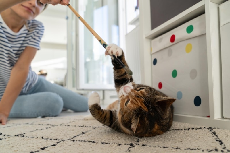 Chat qui joue avec une canne à plumes pendant une visite à domicile