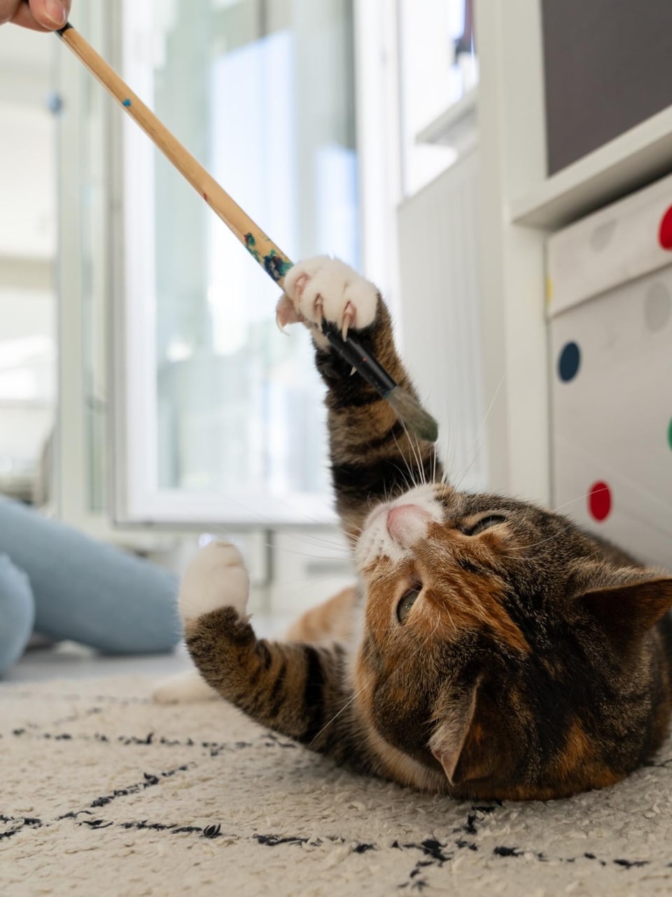 apprentissage des techniques de manipulation douce du chat