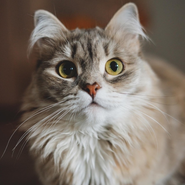 atelier pratique sur les besoins du chat