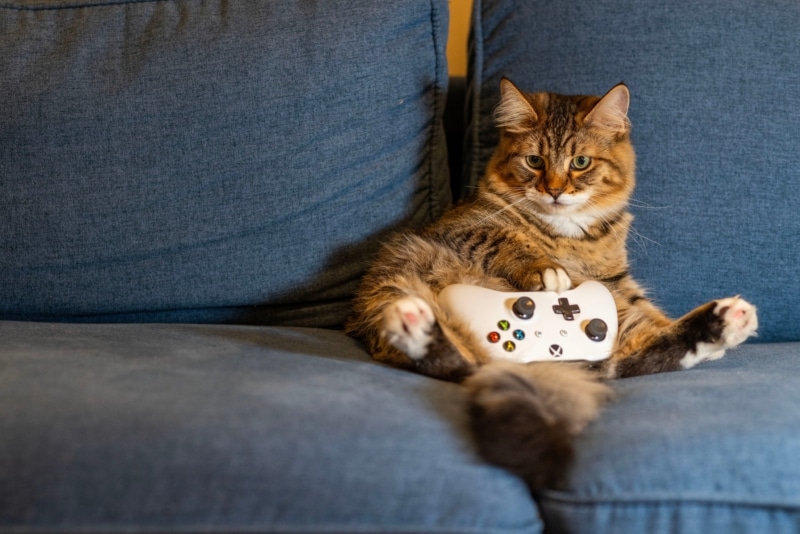 Chat couché sur le canapé de son domicile, dans ses repères habituels