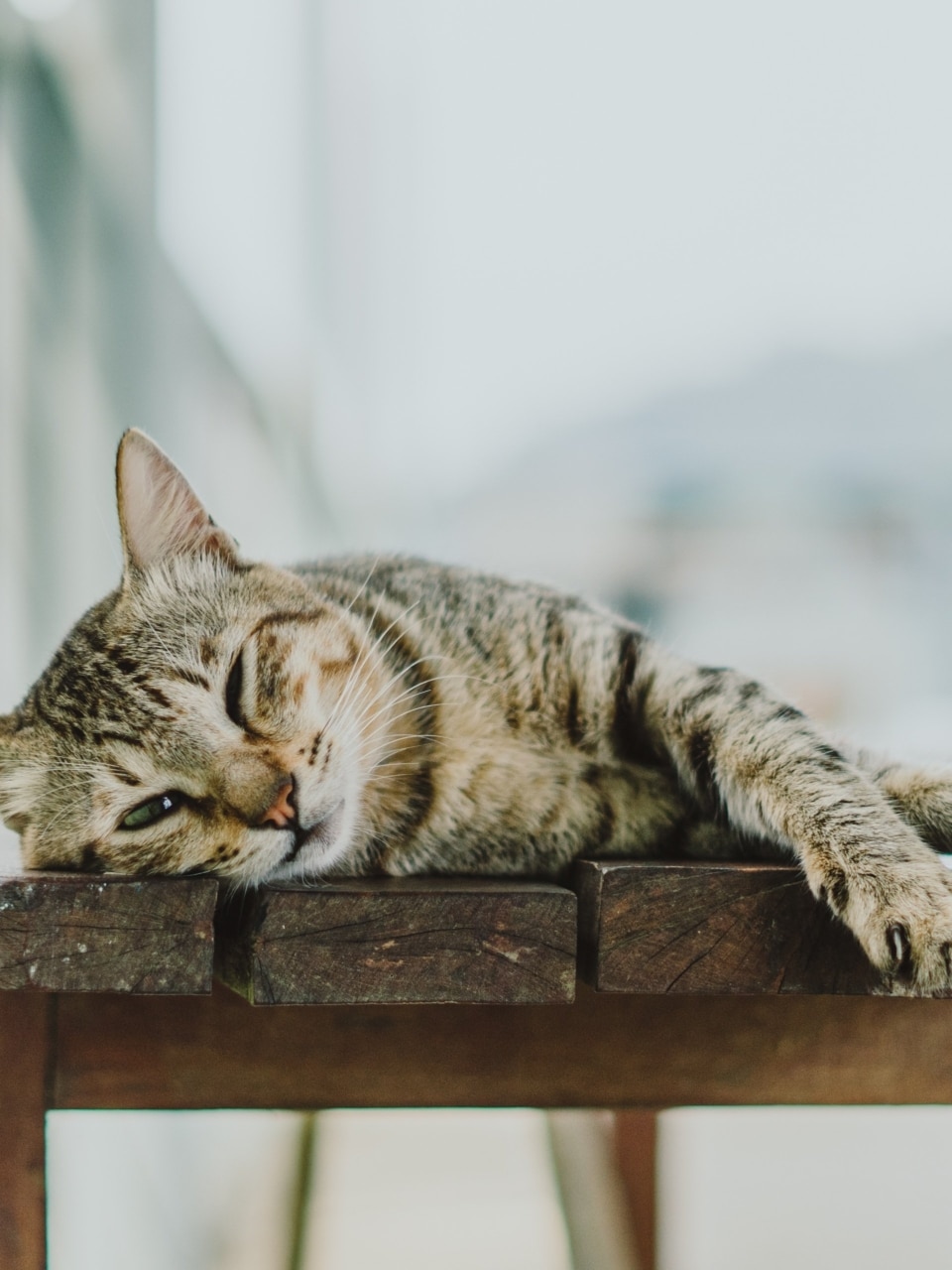 Formation cat sitter en low stress