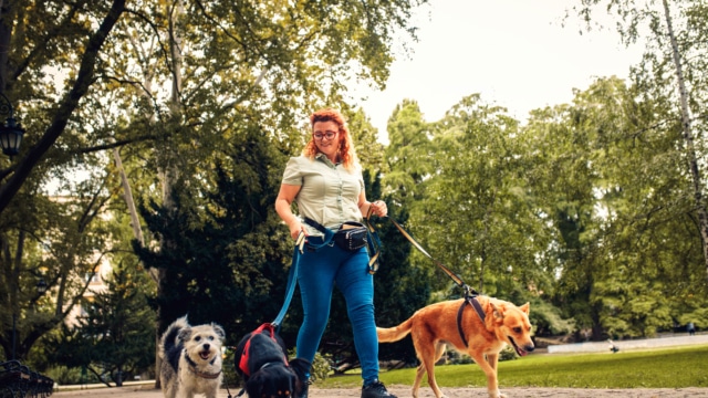 centre formation complete pet sitter sud ouest 40 64 33 32