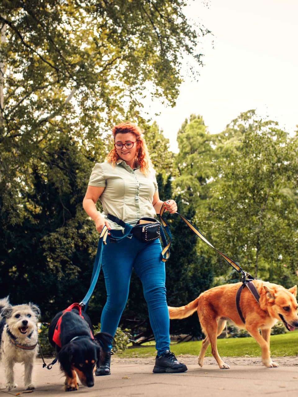 Formation Pet-sitter