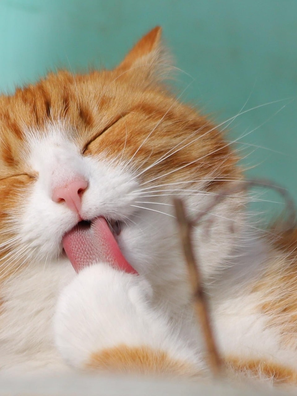 Formation Comprendre le chat sur le bout des doigts !