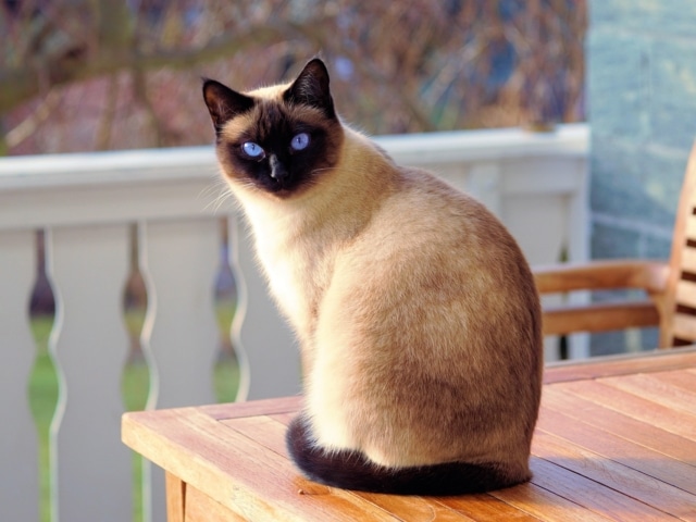 Chat installé chez lui pendant les vacances de ses propriétaires