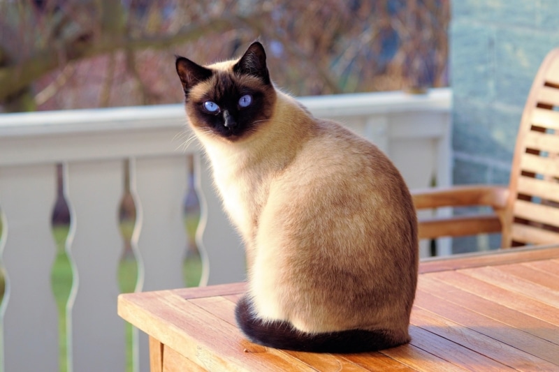 Chat installé chez lui pendant les vacances de ses propriétaires