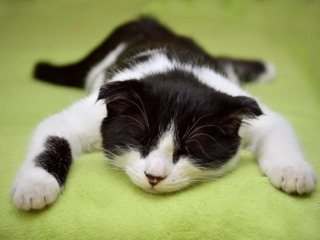 chat (3)