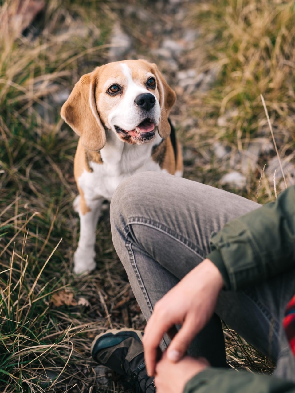 chien en formation apprenant des exercices de comportement