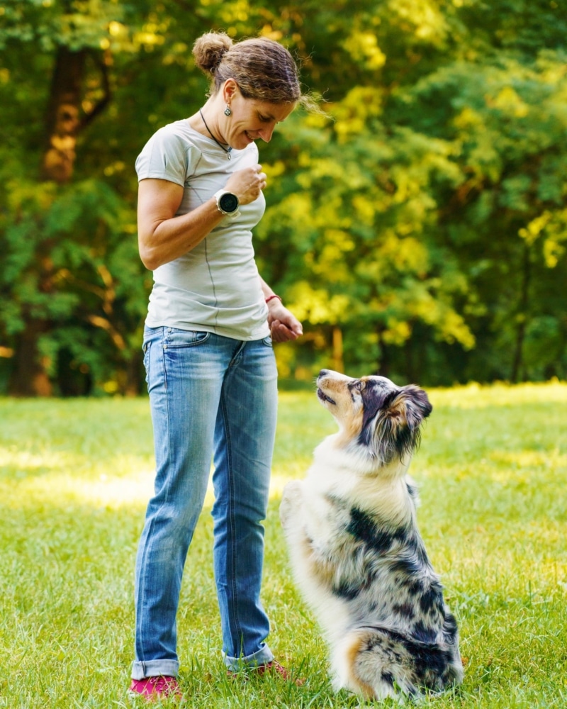 chien en séance de formation avec son éducateur