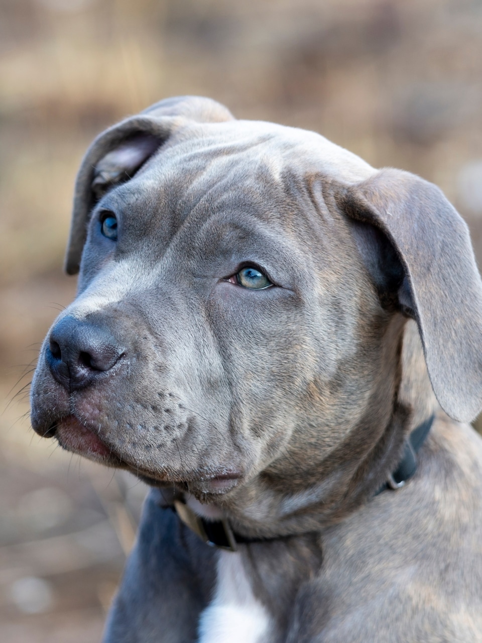 La réactivité chez le chien – Tenants, aboutissants et mise en pratique