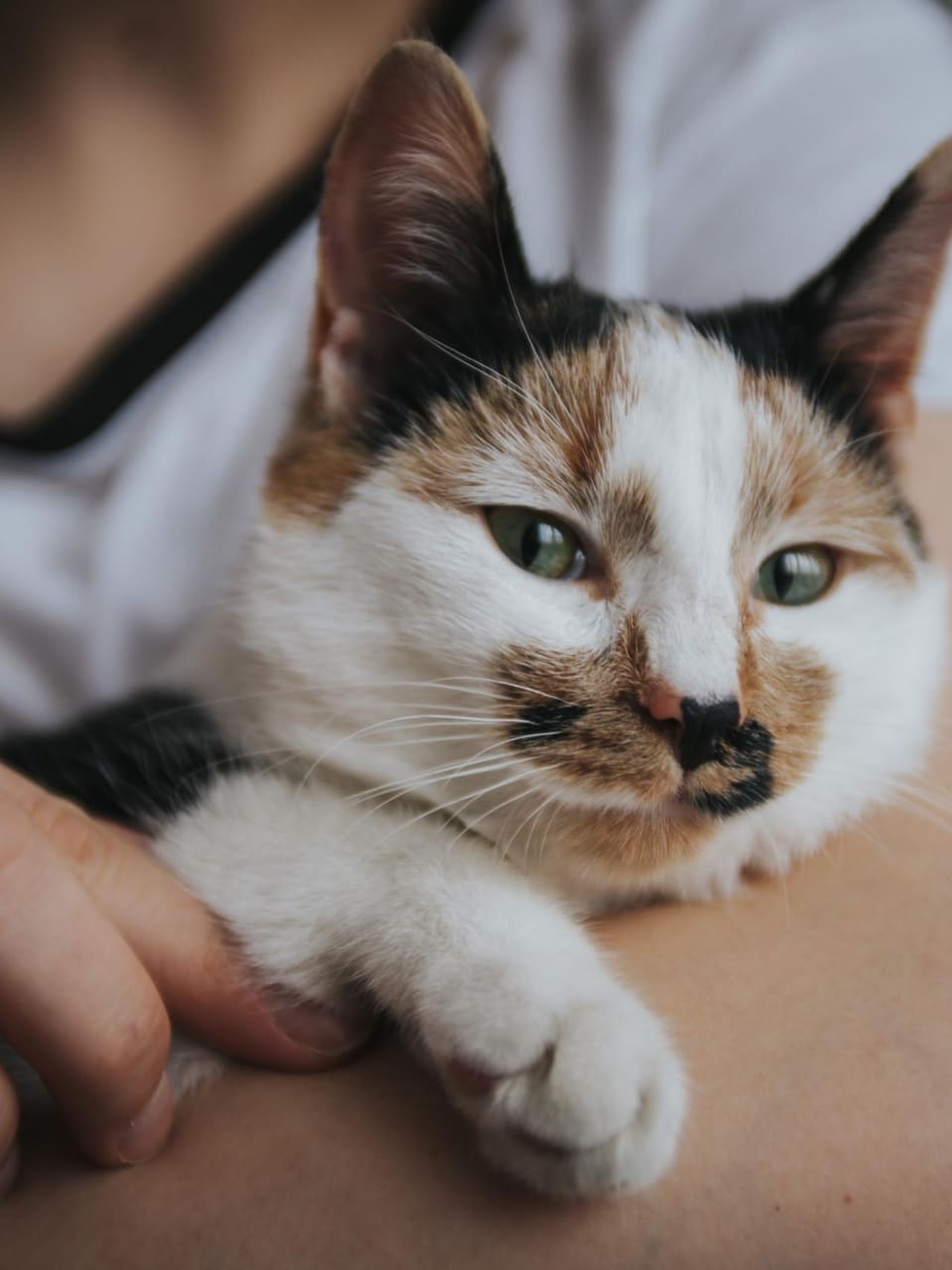 formation professionnelle sur le comportement du chat