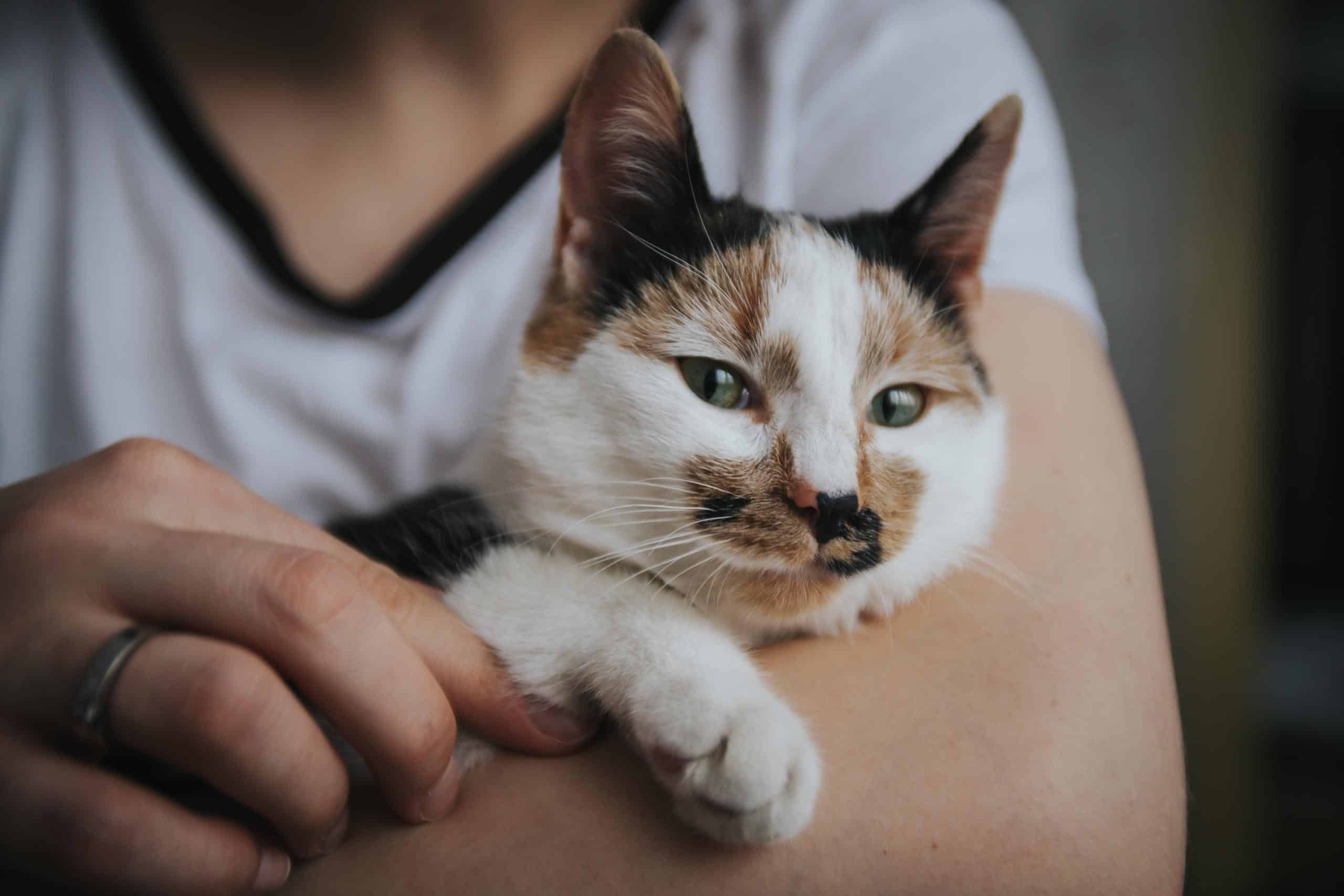 formation professionnelle sur le comportement du chat
