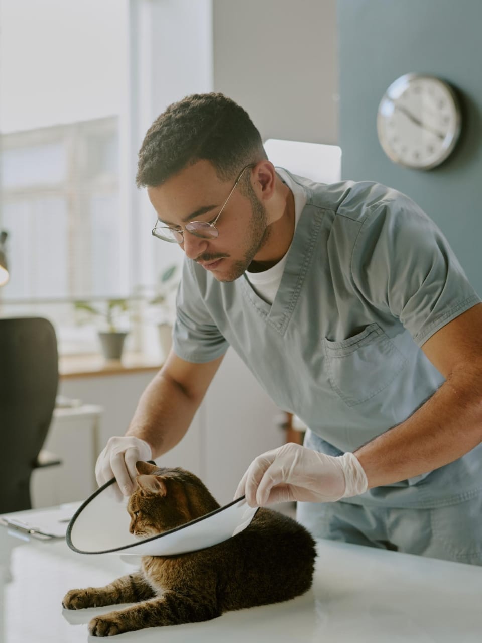 formation sur la manipulation douce du chat