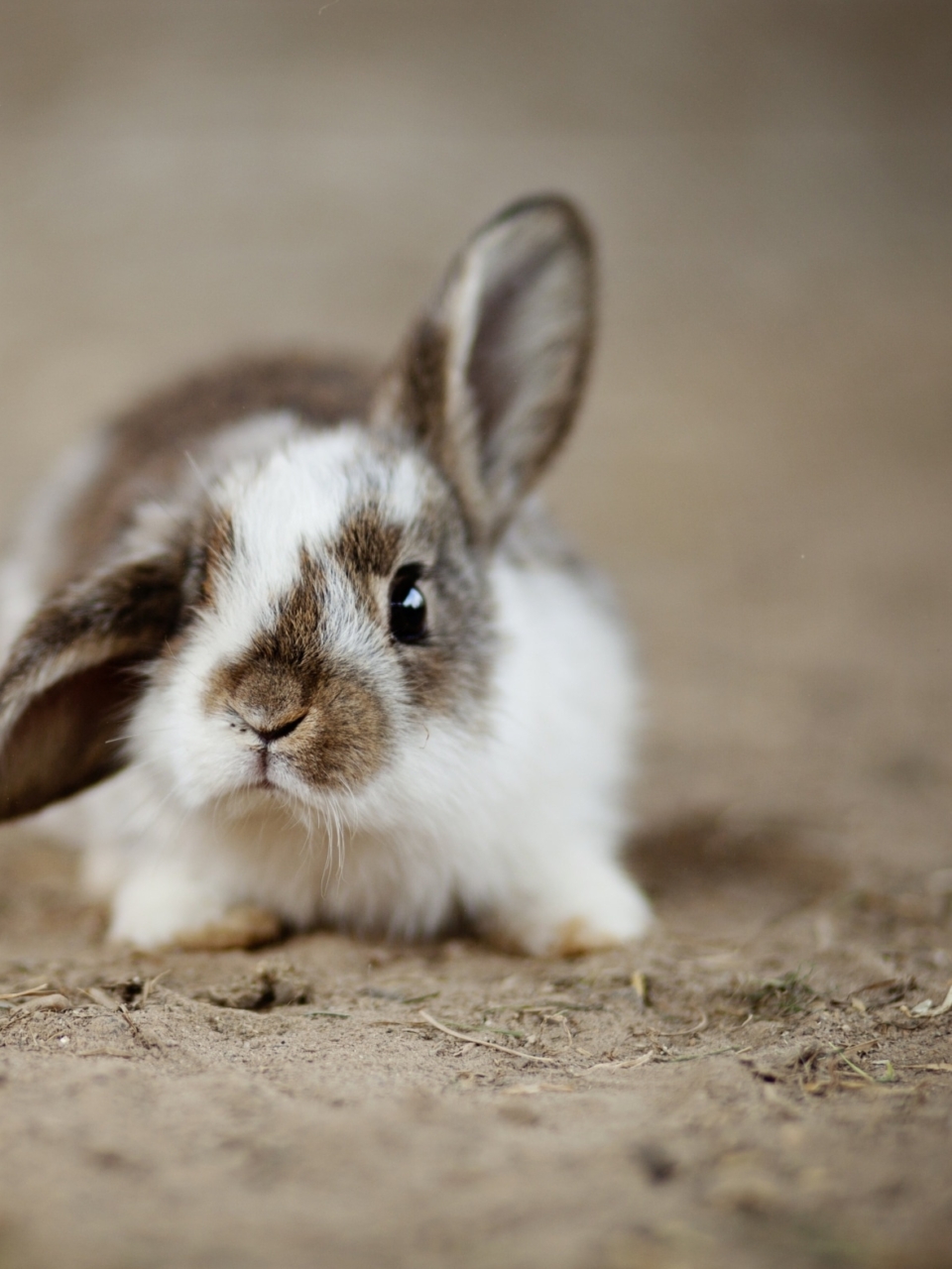 Formation Pet Sitter NACS