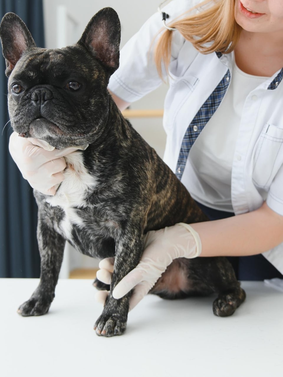 nos formations chien manipulé lors d’un examen