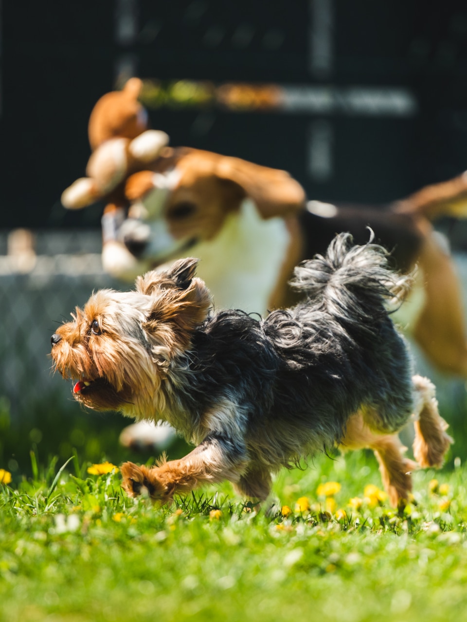 ouvrir sa pension canine de la réglementation à la pension idéale 2