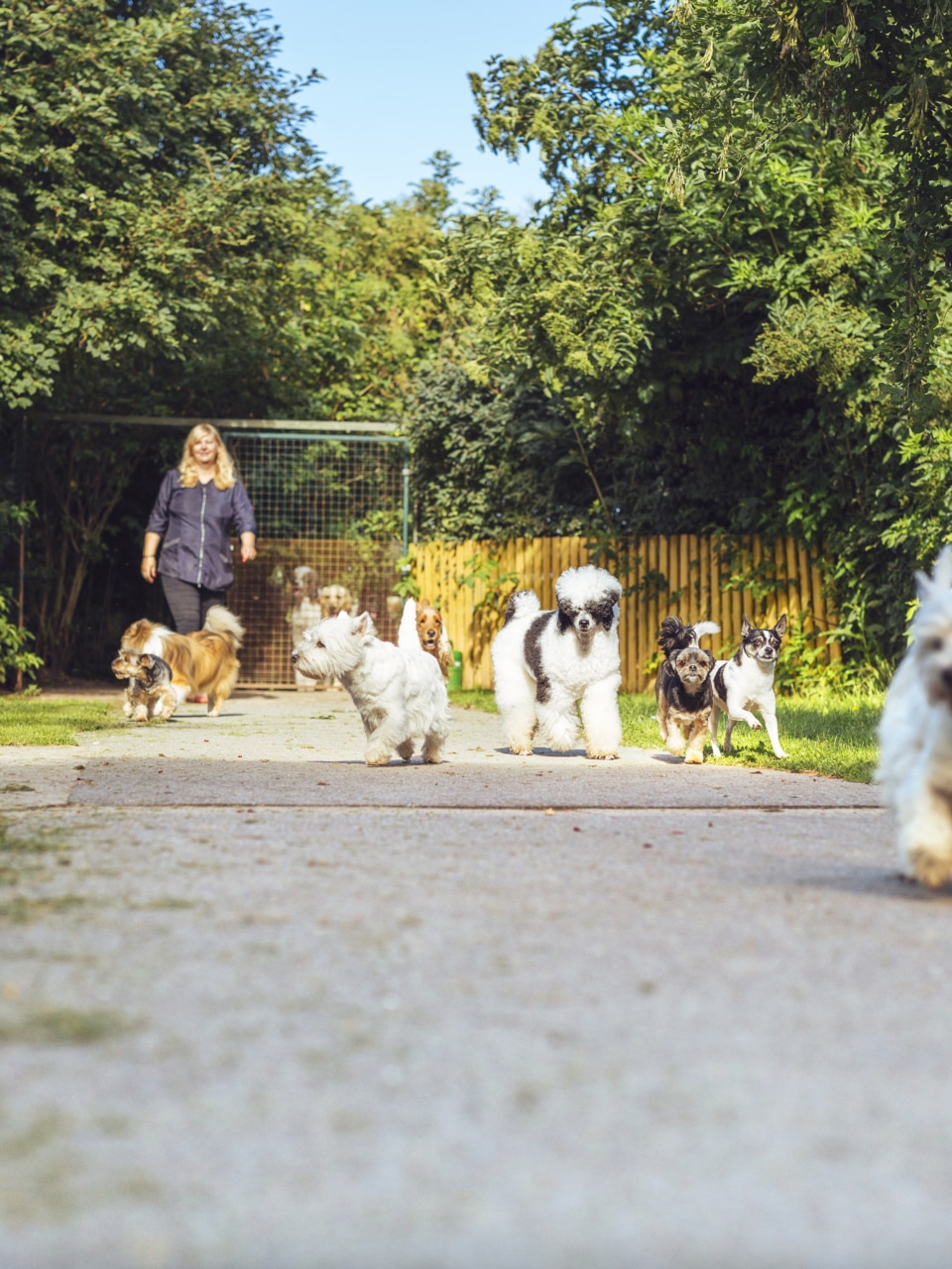 Ouvrir sa pension canine : de la réglementation à la pension idéale