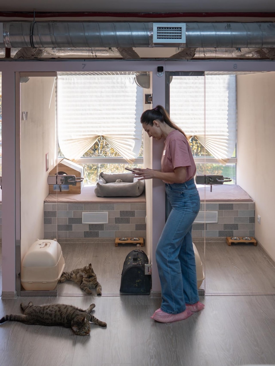 présentation de nos formations pour comprendre les besoins du chat