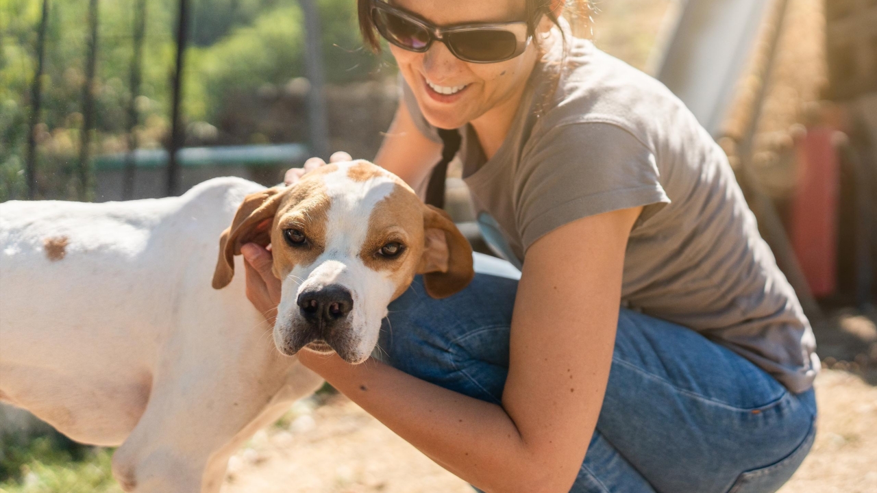 Bénévole prodiguant des soins à un animal abandonné dans une association
