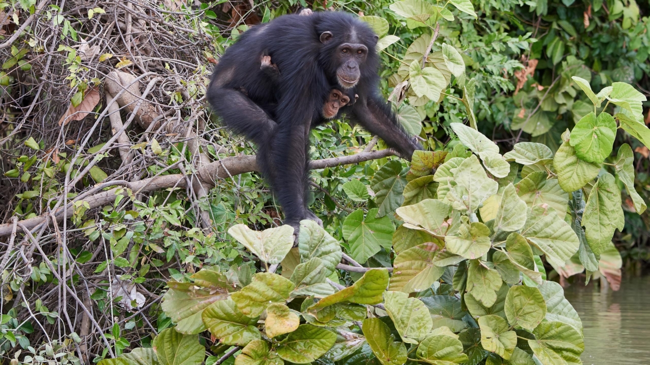 Chimpanzé consommant des feuilles de Vernonia amygdalina pour ses propriétés antiparasitaires