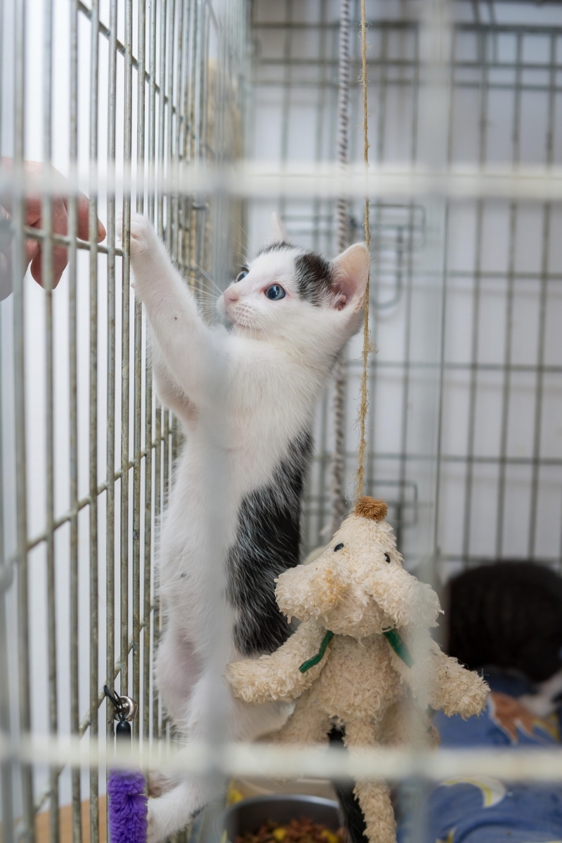 Chaton qui grimpe et joue avec un jouet suspendu