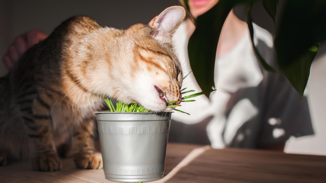 Illustration de la zoopharmacognosie : animal sélectionnant une plante médicinale dans son environnement naturel